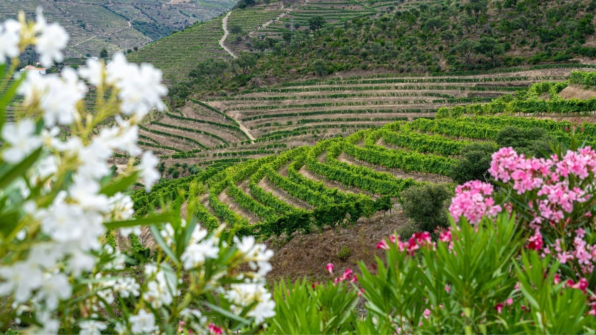 Viñedos en flor y paisajes coloridos durante un tour guiado de primavera por el Valle del Duero desde Oporto con Cooltour Oporto