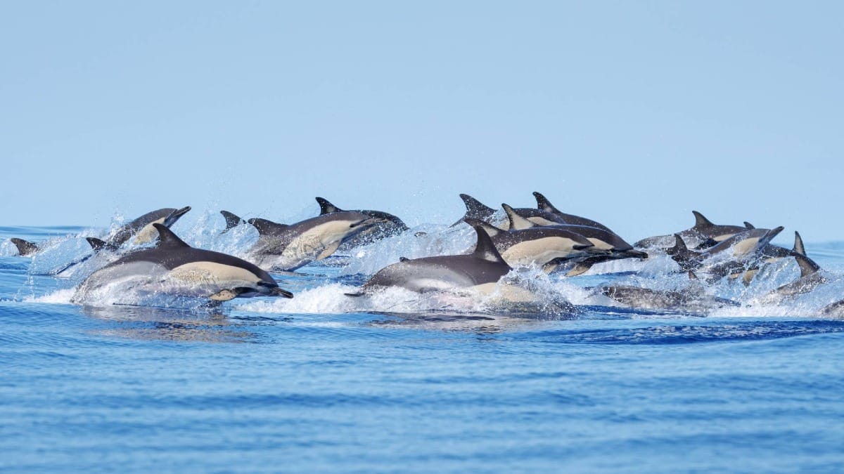Spot playful dolphins alongside whales in the rich waters of the Azores