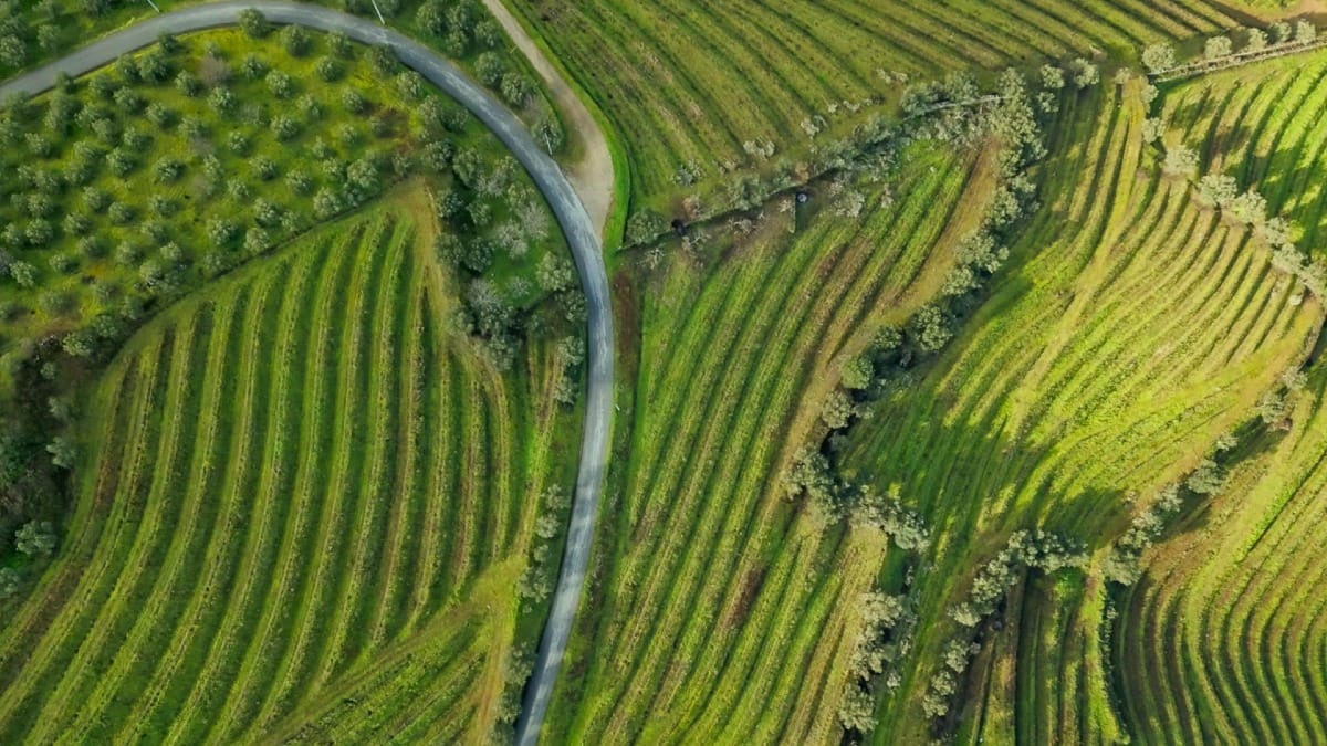 Vista das vinhas em socalcos e curvas do Rio Douro no Vale do Douro, Património Mundial da UNESCO, durante um tour guiado com a Cooltour Oporto