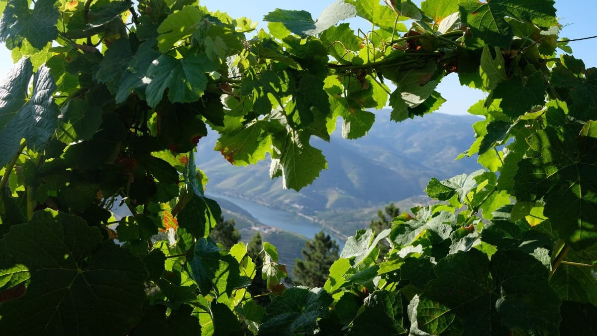 Viñedos y hojas verdes en el corazón de la región vinícola del Valle del Duero durante un tour guiado de vinos con Cooltour Oporto