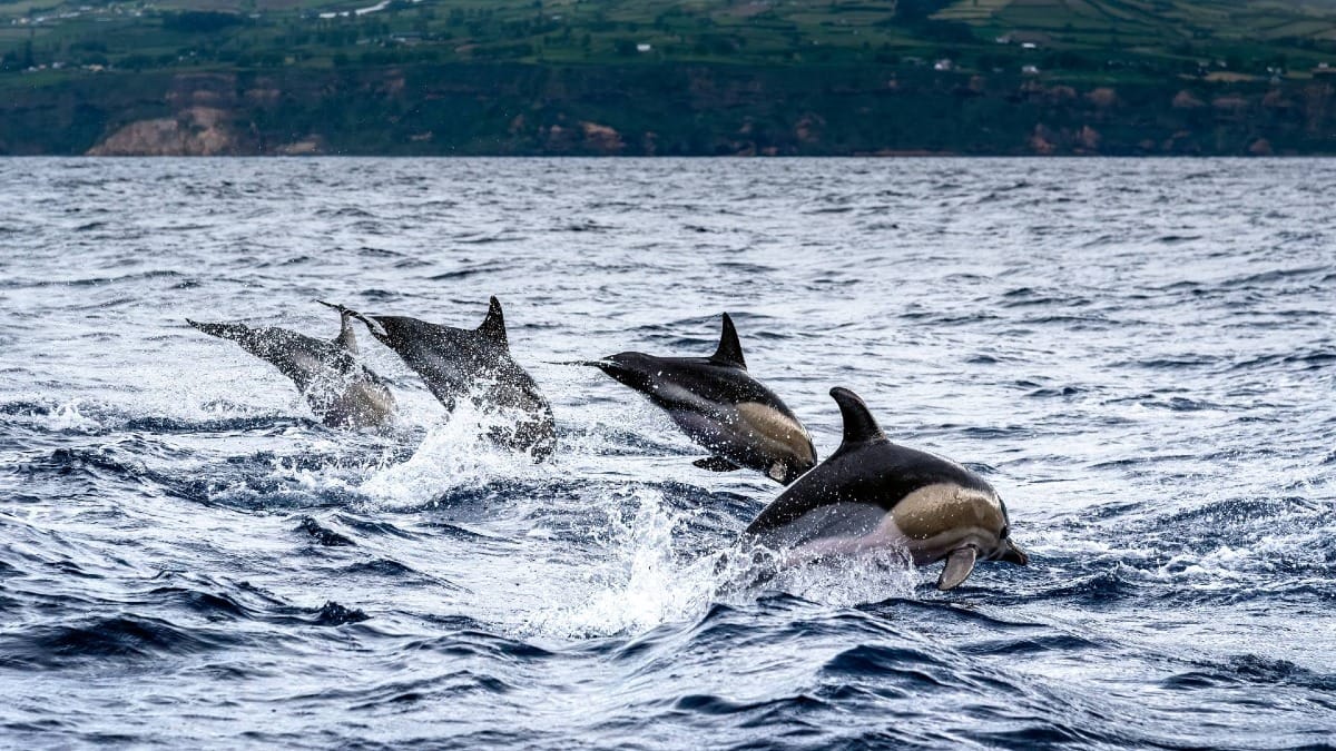 Veja os golfinhos moverem-se em perfeita harmonia pelas águas do Atlântico