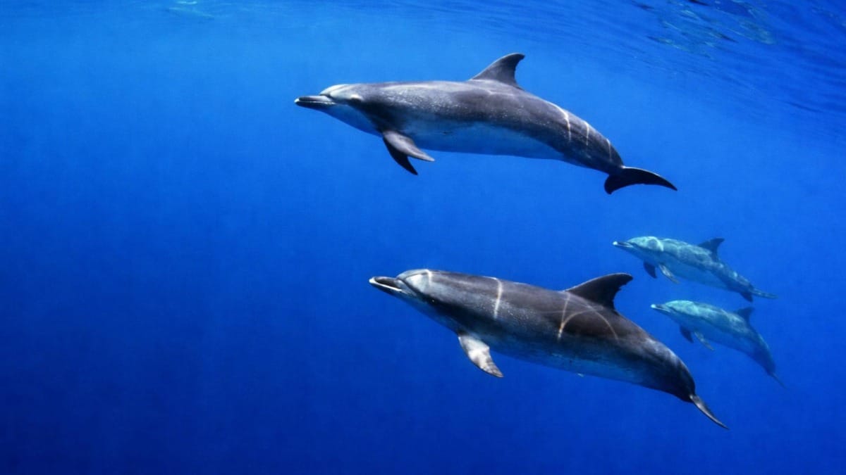 Dive into the deep blue and encounter dolphins in their natural environment