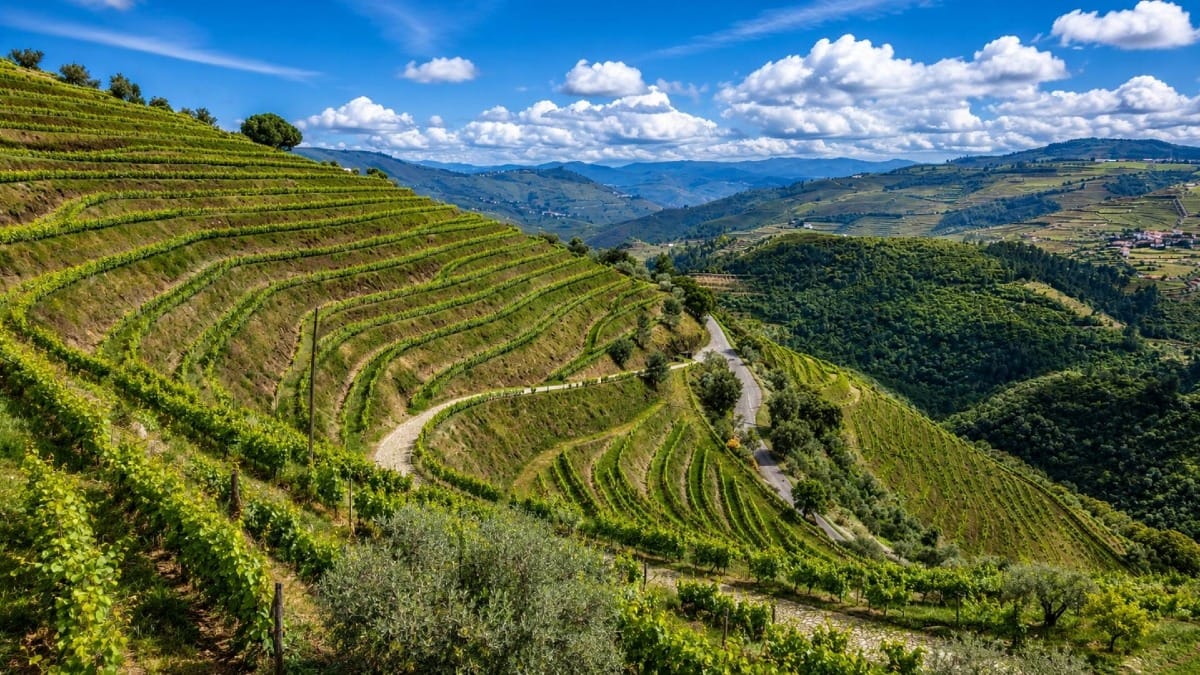 The dramatic vineyard terraces that define the landscape of the Douro Valley