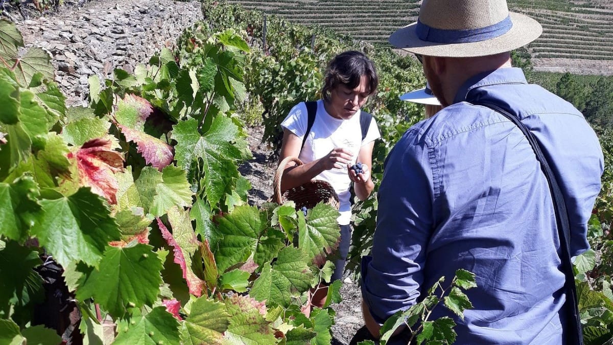WpxO grape growing explained douro tour
