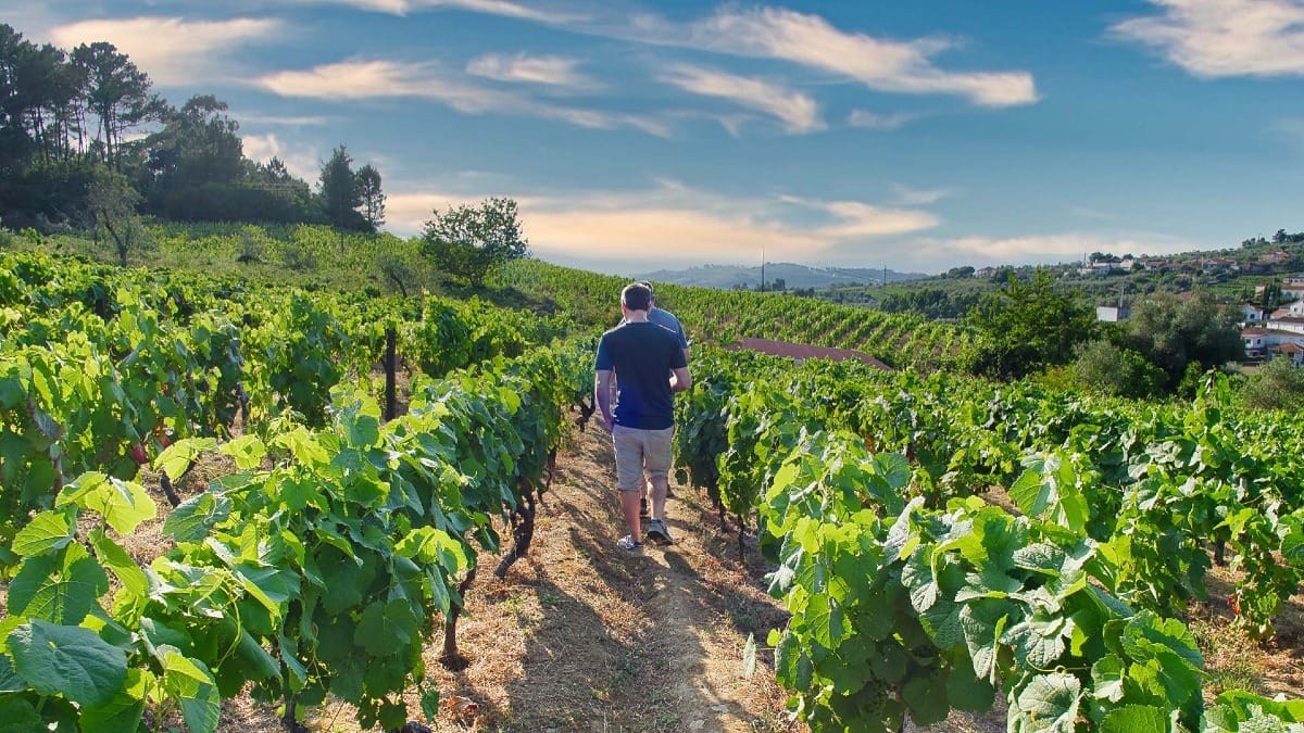 Walk through scenic vineyards and enjoy direct contact with Douroās terroir