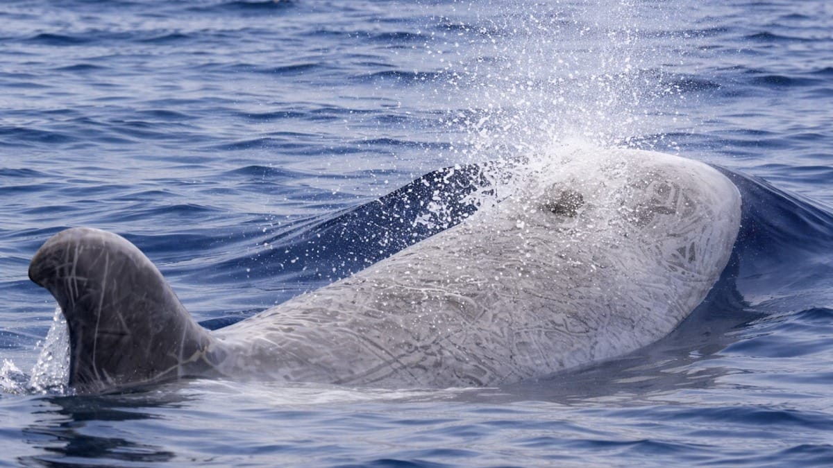 Witness majestic sperm whales up close in their natural habitat in the Azores