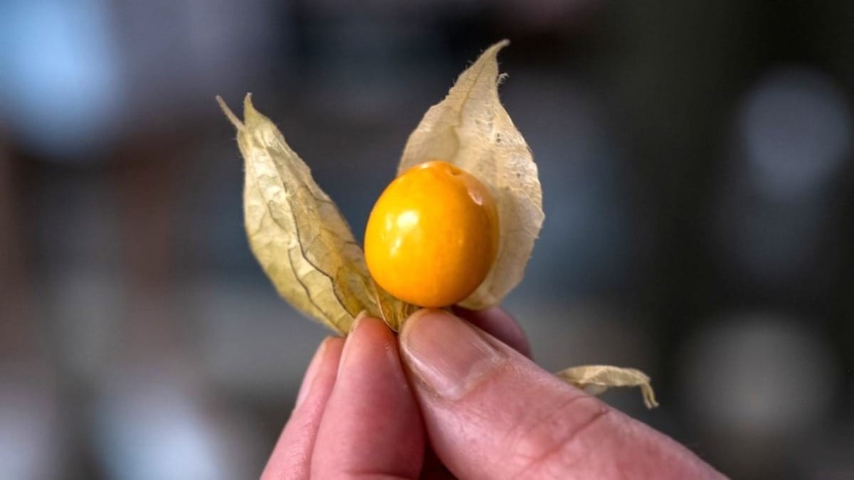 Découvrez les saveurs fraîches de l'île et les fruits de saison des Açores au cours de cette expérience