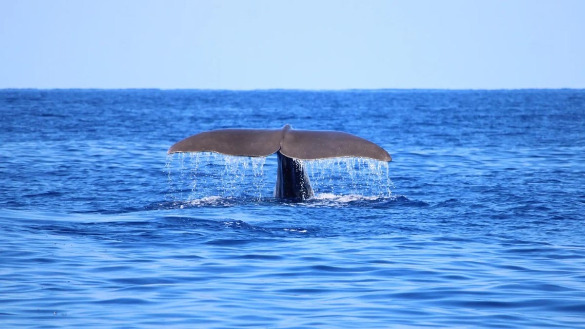 Descubra a rica biodiversidade marinha dos Açores com observação de baleias guiada por especialistas
