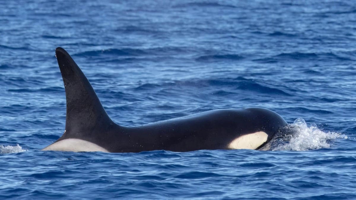 Aviste espécies marinhas incríveis como as orcas durante a sua experiência no mar dos Açores