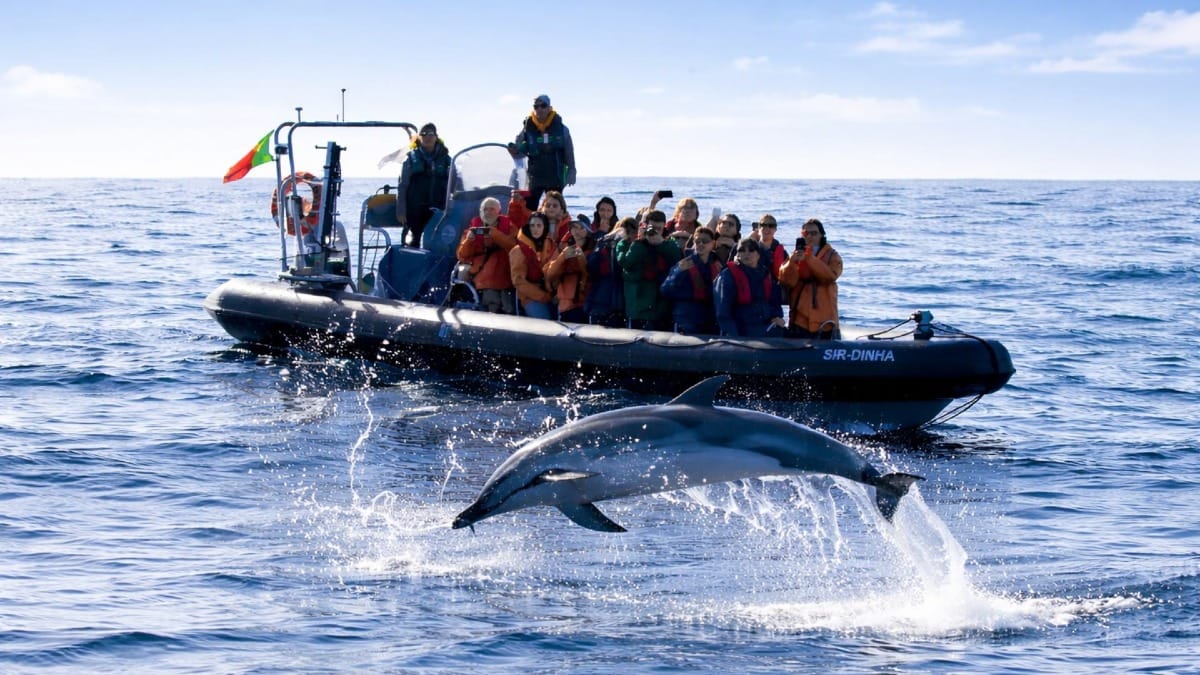 Fast and agile zodiac boats bring you closer to whales and dolphins in the Azores