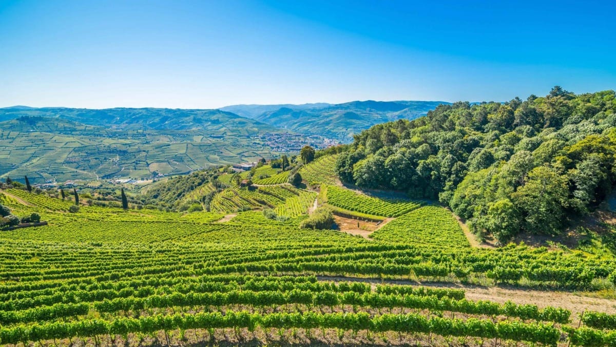 The iconic terraced vineyards of the UNESCO-listed Douro Valley, the landscape that defines the experience