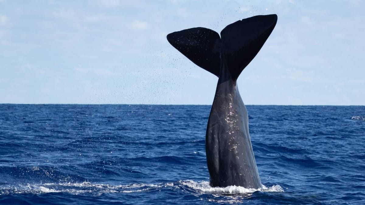 A powerful whale tail moment captured in the open ocean