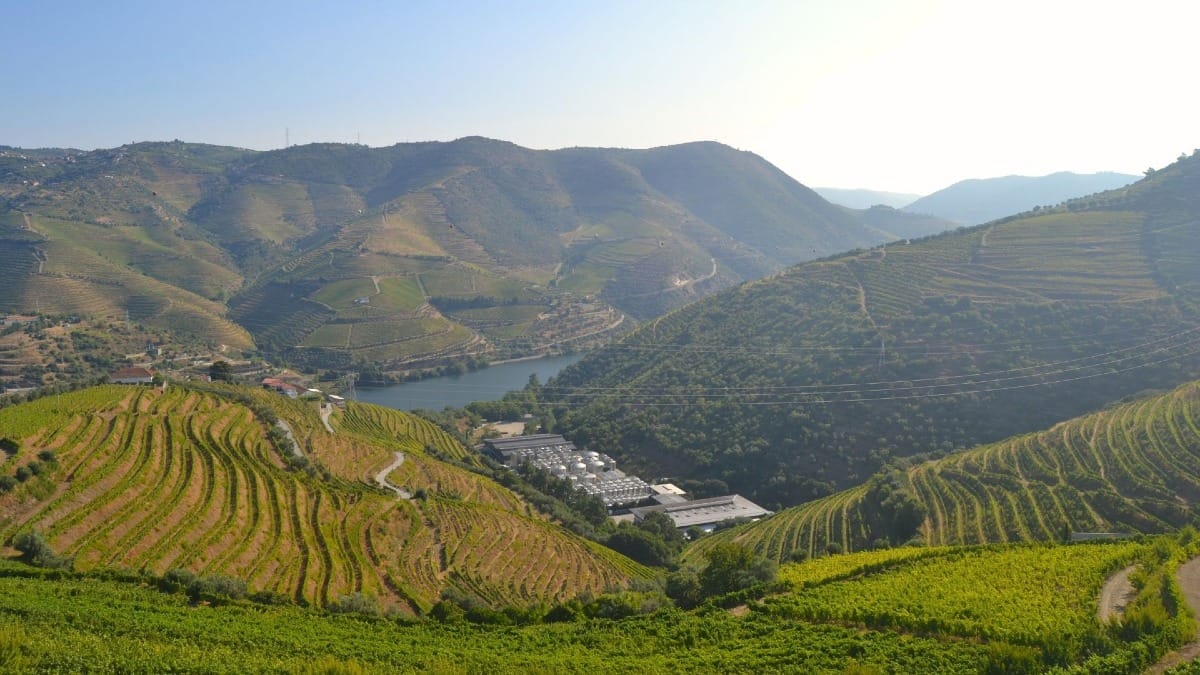 Terraced vineyards surrounding the river at Quinta de Santa EufƩmia in the Douro Valley