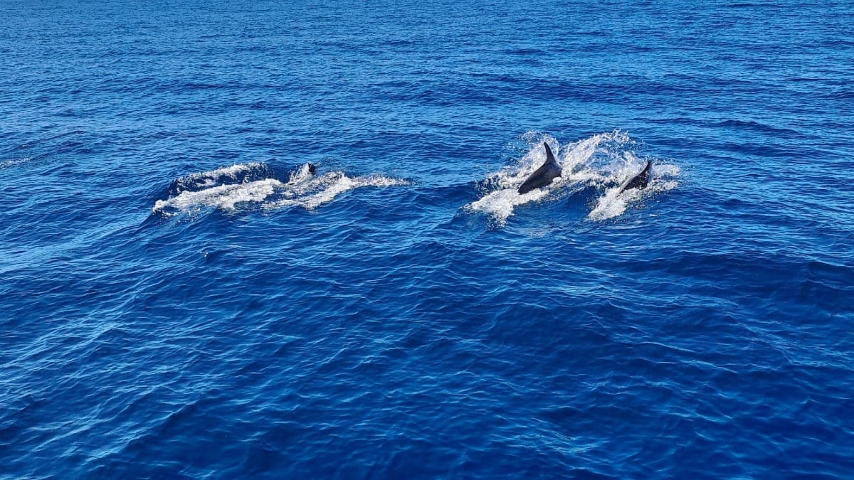 dMpp faro boat tour ocean views and dolphins