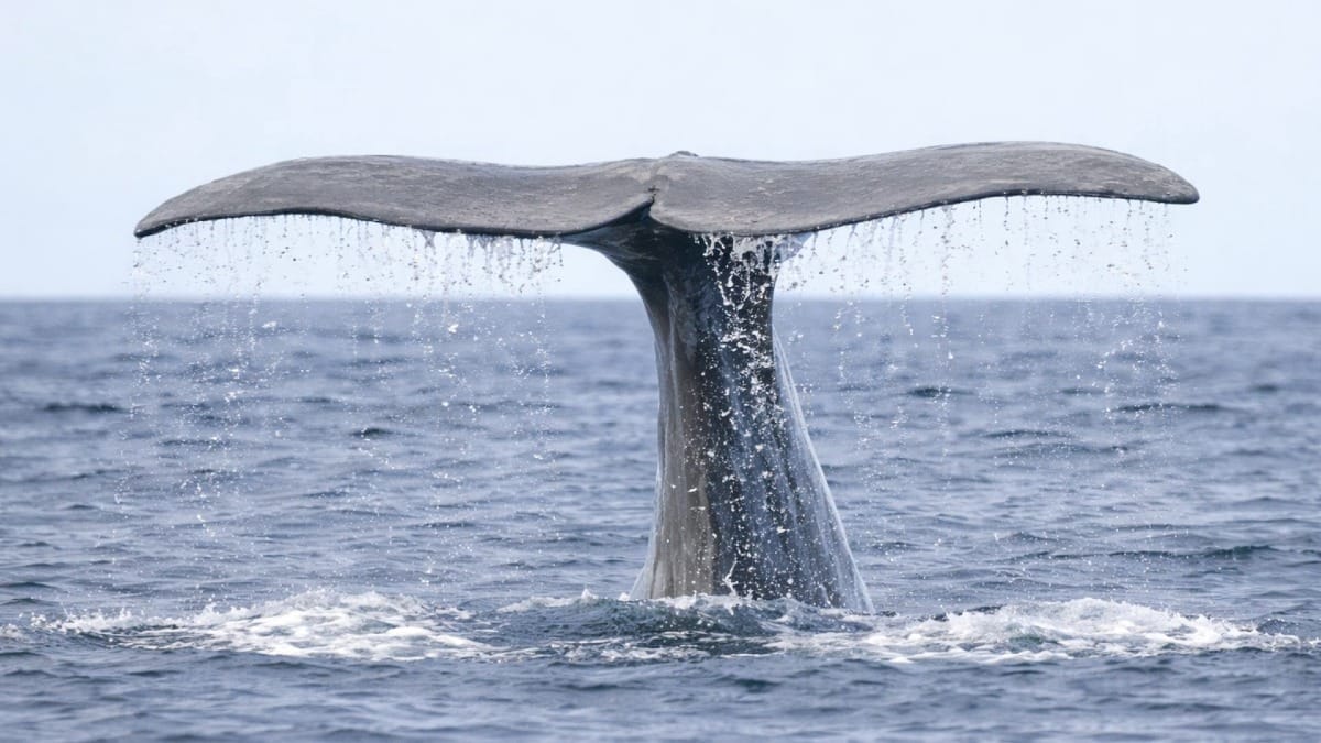 Capture iconic whale tail moments during your Azores wildlife adventure