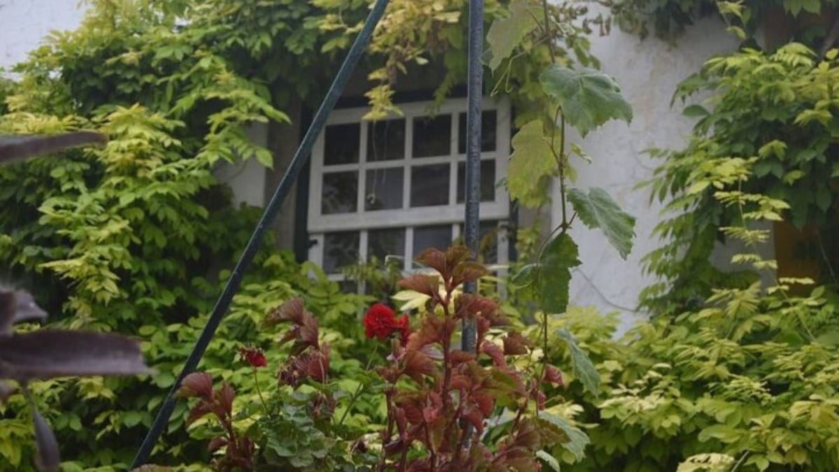 eoTC obidos window vines red flowers detail