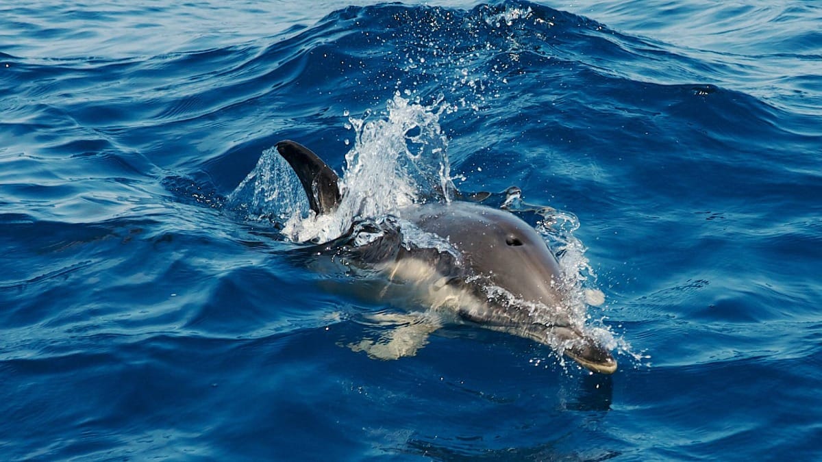 Get incredibly close to wild dolphins in the open waters of the Azores