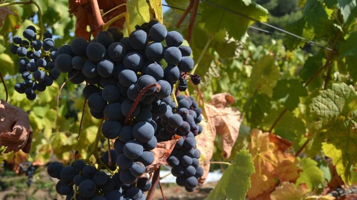 Uvas do Vale do Douro antes da época da vindima com as experiências da Cooltour Oporto