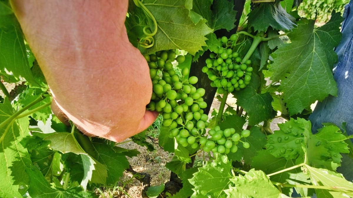 De cerca con las uvas: descubra el ciclo de la vendimia del Duero en esta visita inmersiva.