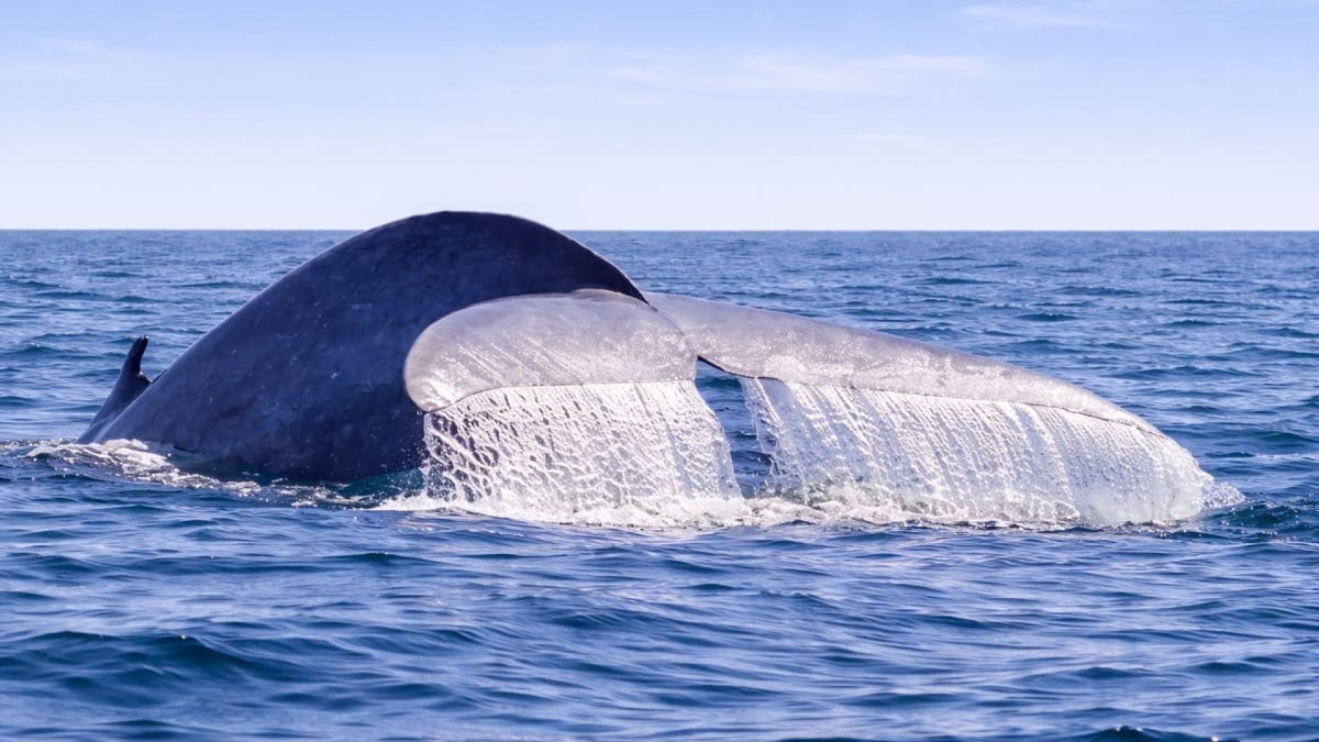 Um momento mágico quando uma baleia mergulha nas profundas águas do Atlântico nos Açores