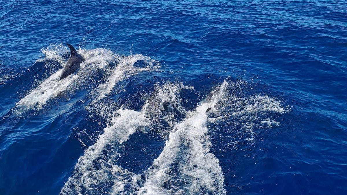 haop faro private catamaran tour dolphins swimming