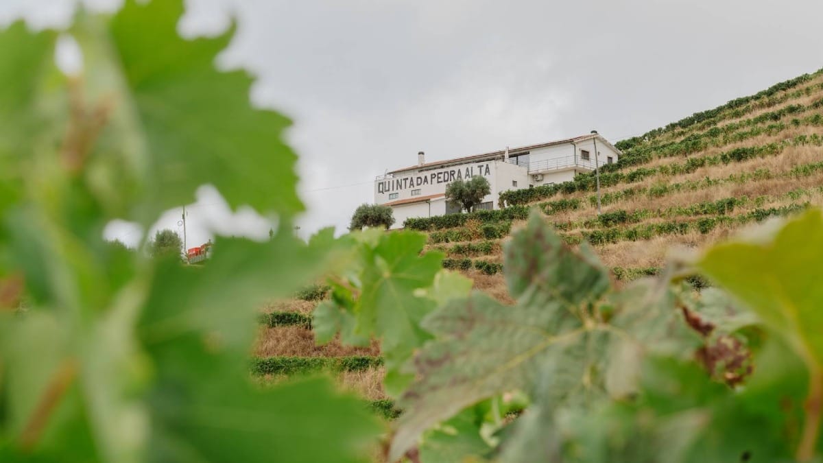 Admire the terraced vineyards that define this renowned wine region