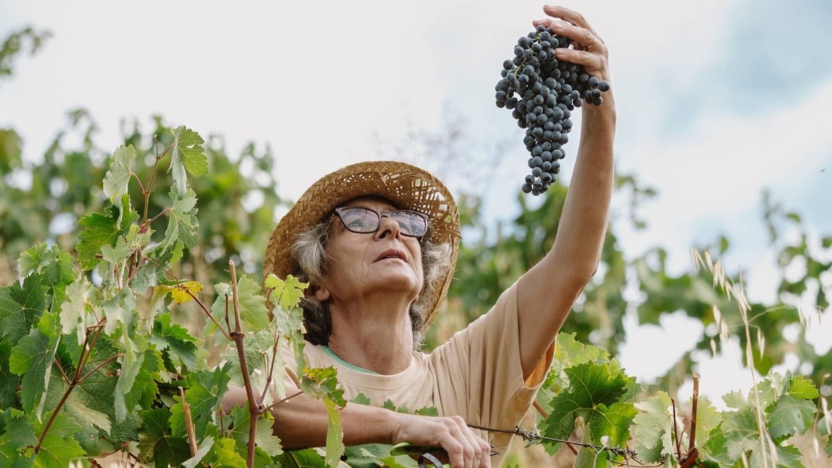 Experience the connection between vineyard work and exceptional wines