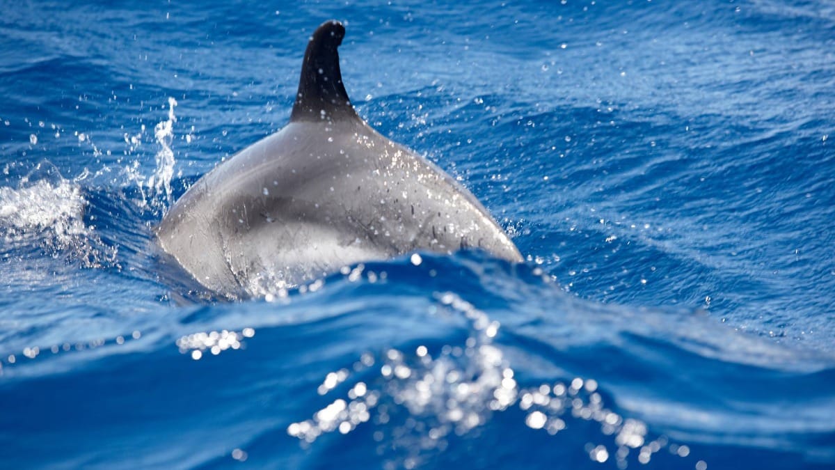 Um poderoso encontro de perto com um golfinho selvagem nas águas cristalinas dos Açores