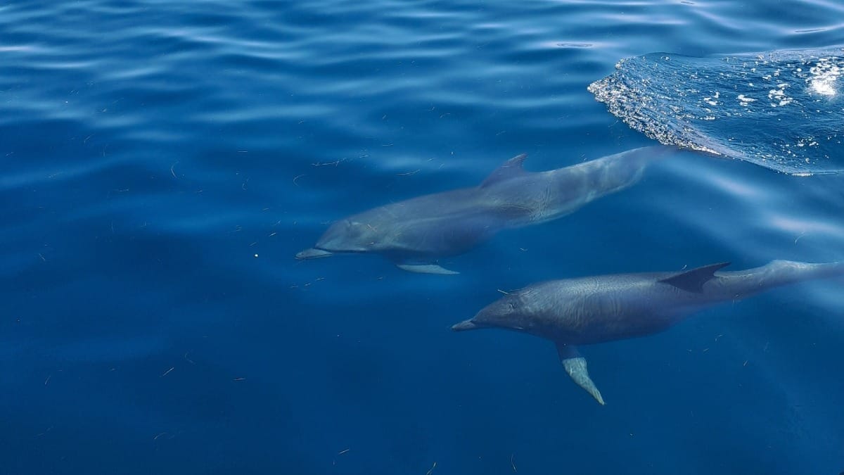 ikYD dolphins following catamaran faro boat tour