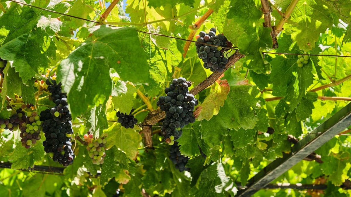 Close-up de cachos de uvas vermelhas amadurecendo na videira na Quinta do Vallado, no Vale do Douro