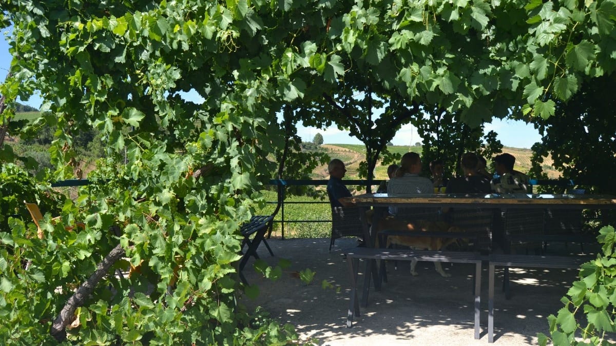 Douro Valley wine tasting tour from Porto with Cooltour Oporto