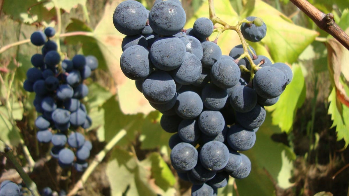 Douro wine grapes ready for harvest during a vineyard visit on a guided Douro Valley Wine Tour from Porto with Cooltour Oporto