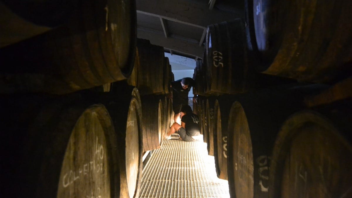 Enólogo familiar y barricas antiguas de vino de Oporto en el Valle del Duero