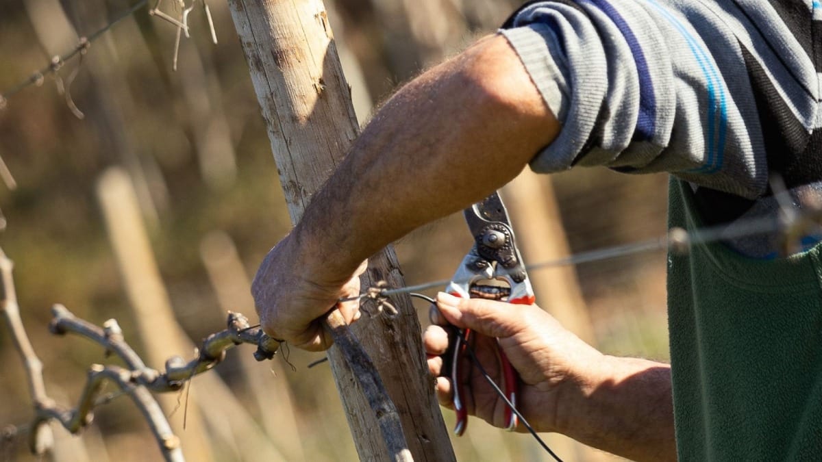 Ouvrier entretenant les troncs de soutien du vignoble | Cooltour Oporto
