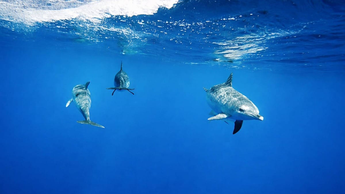 Swim alongside a pod of wild dolphins in the crystal-clear waters of the Azores for a truly unforgettable experience