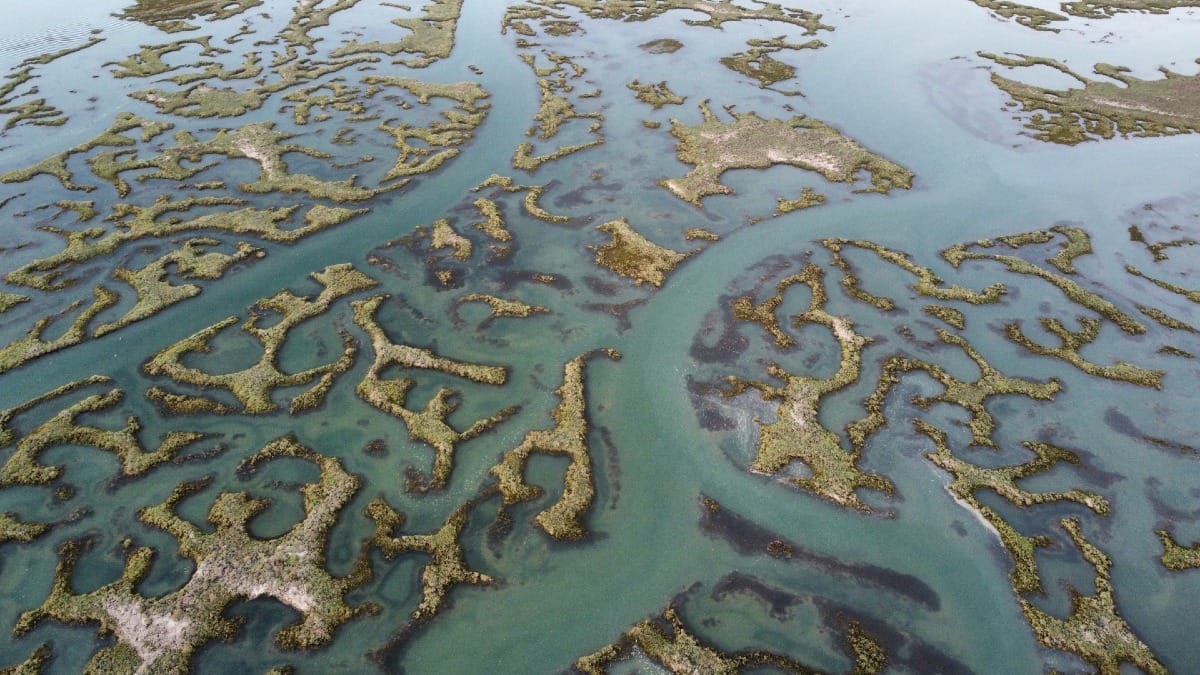 mXM0 ria formosa natural park private boat tour