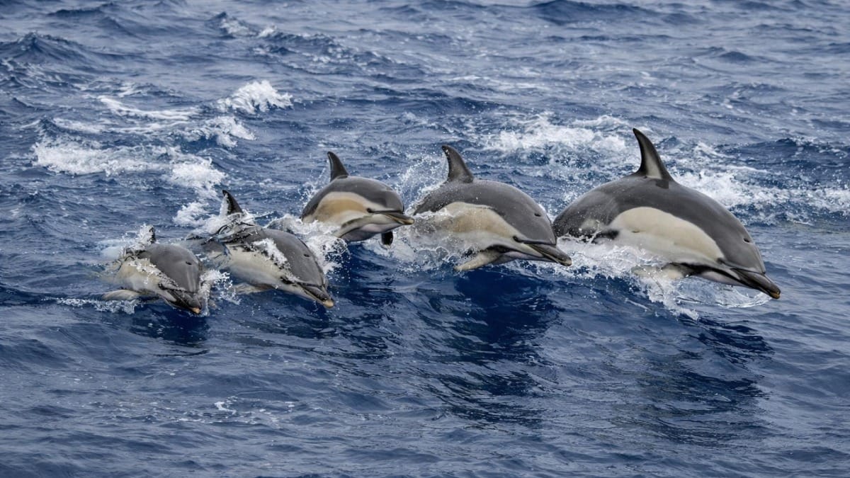 Encontre grupos de golfinhos em estado selvagem durante a sua aventura marinha de dia inteiro nos Açores