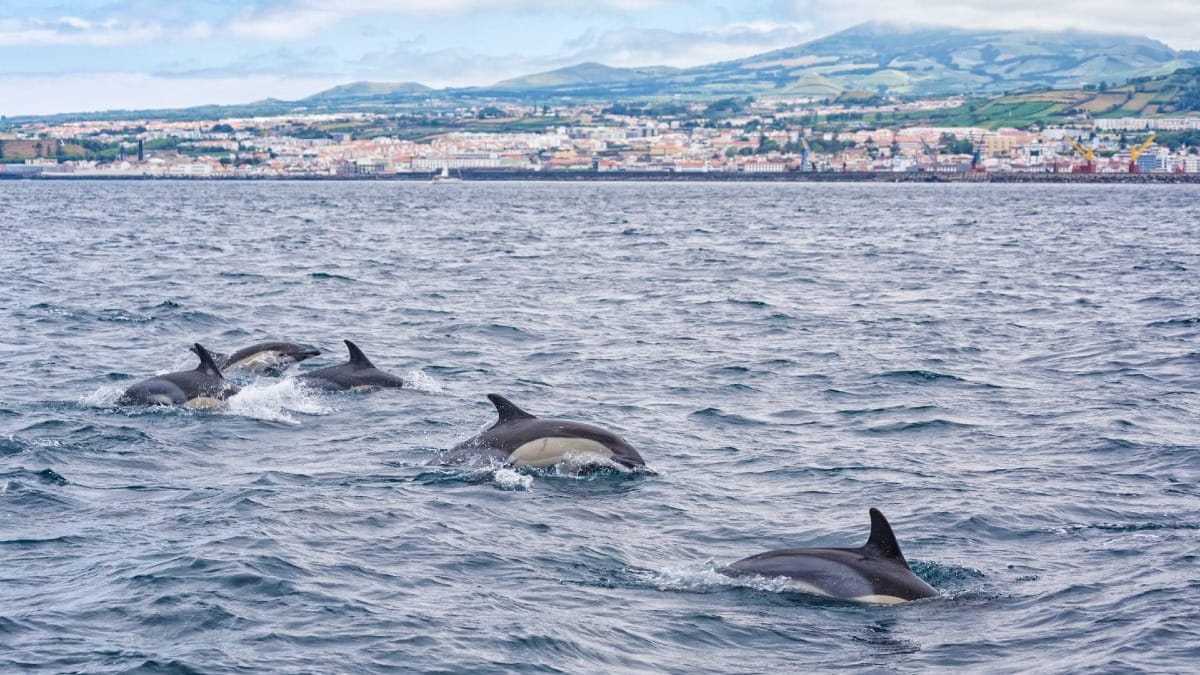 Les dauphins apparaissent fréquemment près du rivage dans les eaux riches des Açores