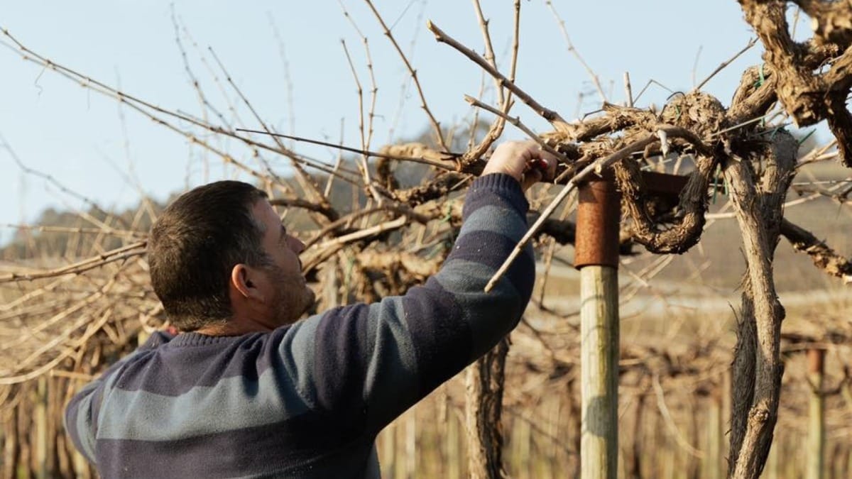 Worker pruning Vinho Verde vines | Cooltour Oporto