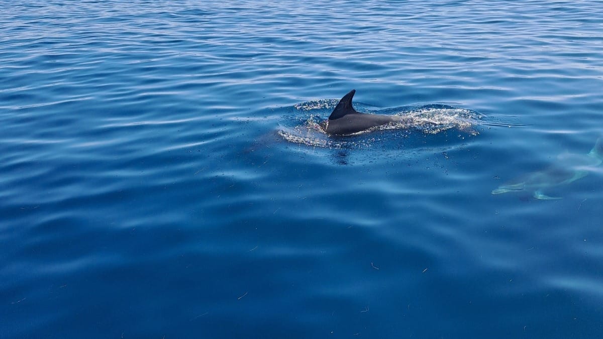 oHBx dolphins swimming faro private boat tour