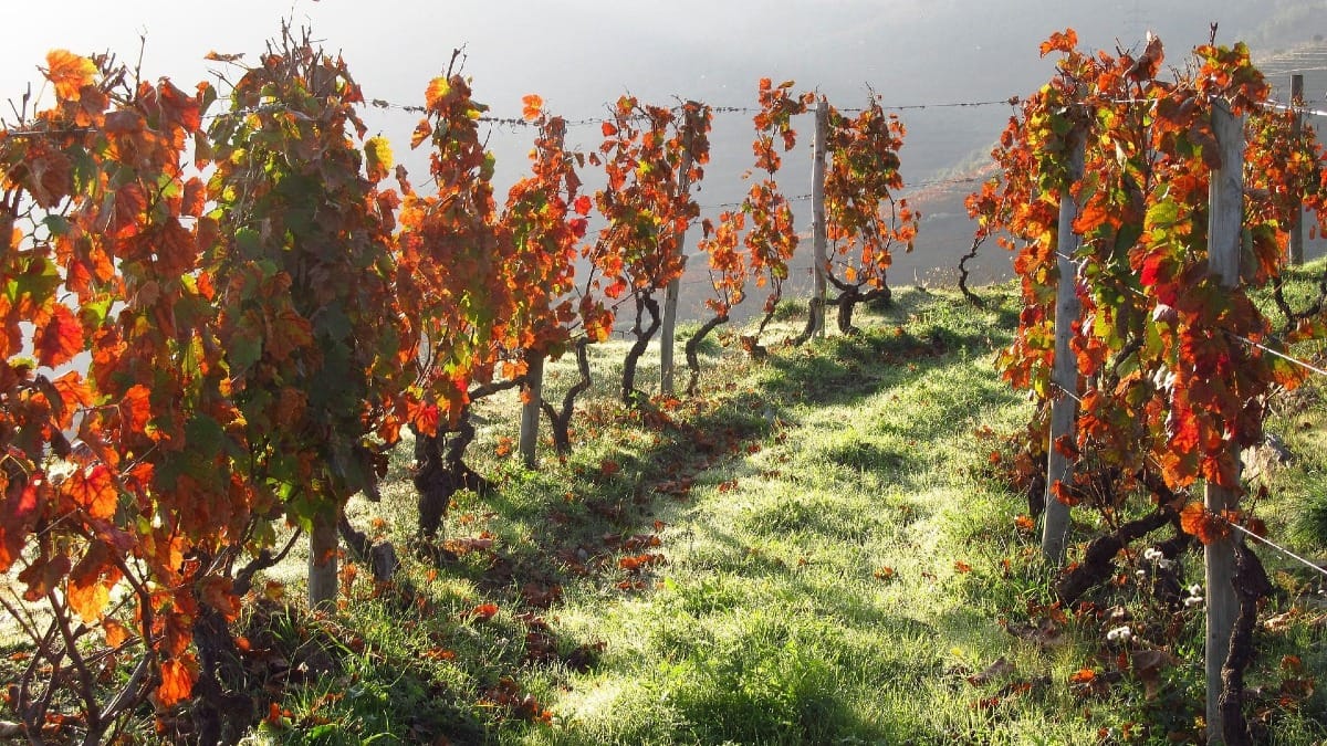 Viñedos y colinas del Valle del Duero cubiertos de hojas rojas tras la vendimia durante un tour guiado de vinos con Cooltour Oporto