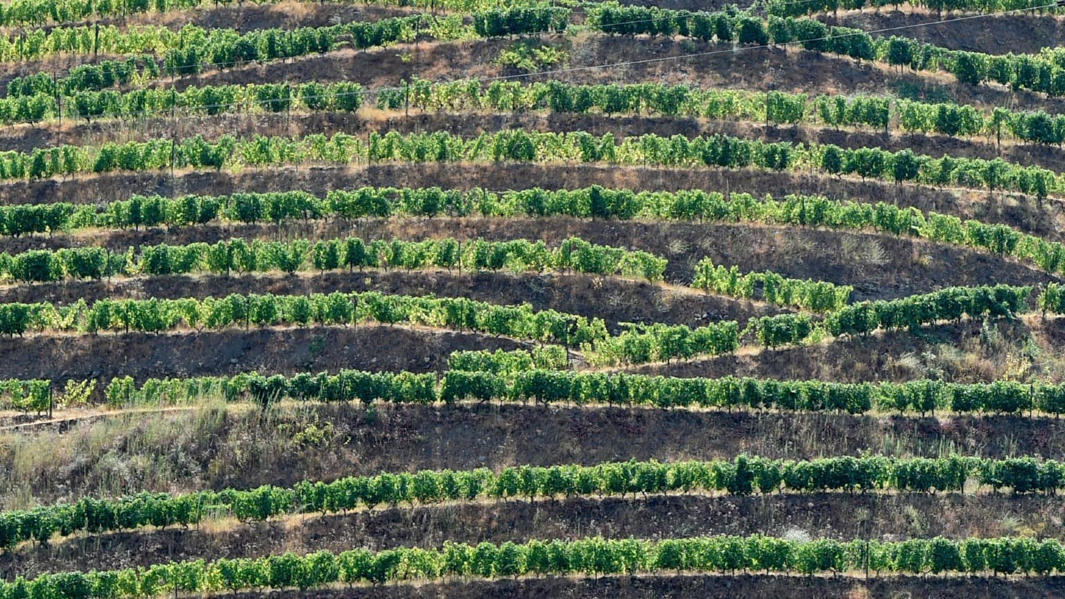 Image des terrasses qui caractérisent la plantation des vignobles dans le Douro