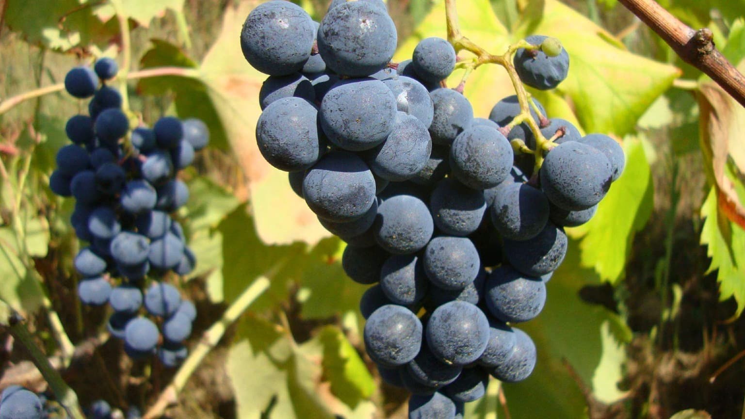 Primer plano de variedades de uva maduras que crecen en un viñedo del valle del Duero, en el norte de Portugal
