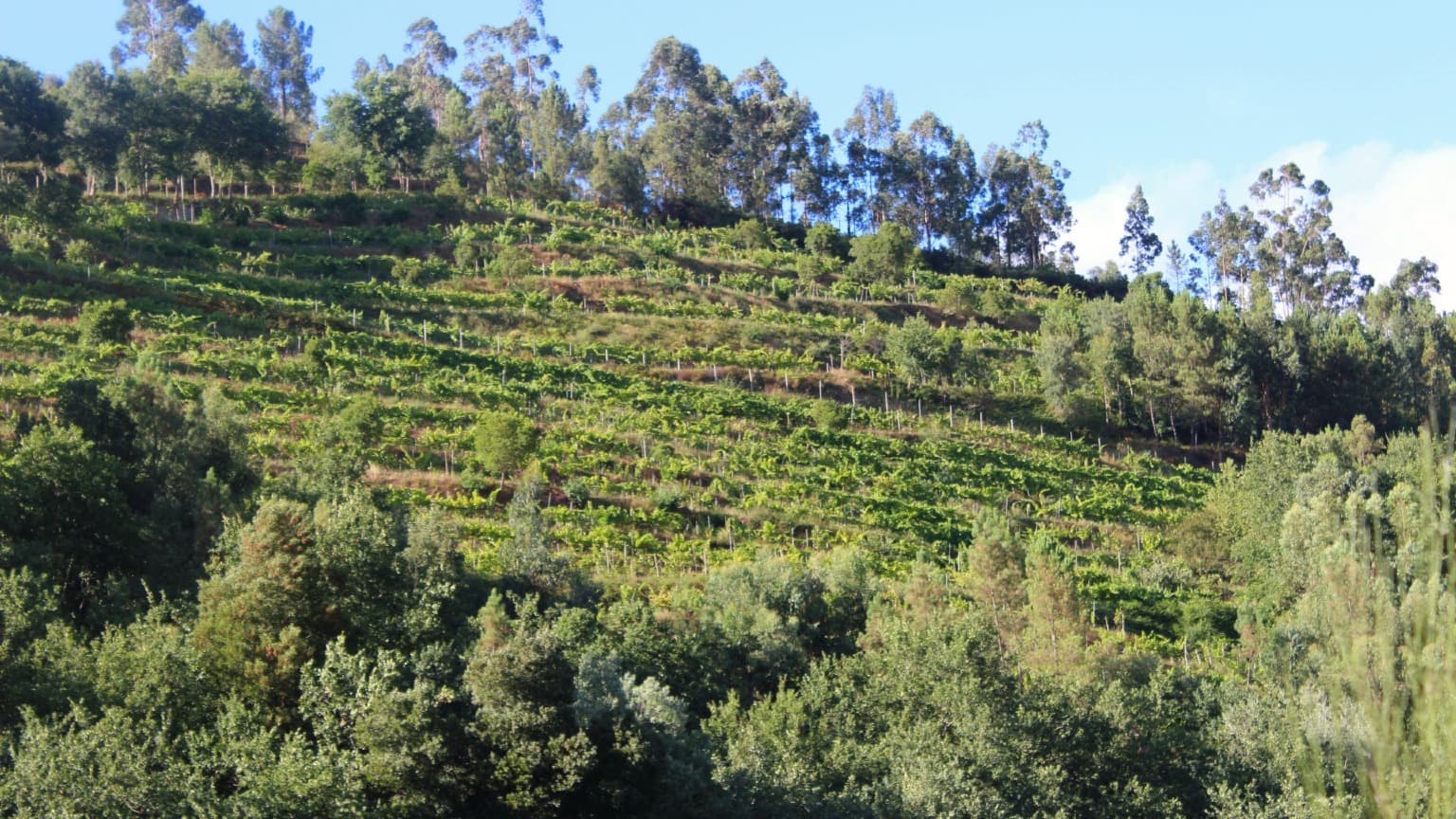 Imagem de socalcos de vinhas do Vinho Verde numa colina