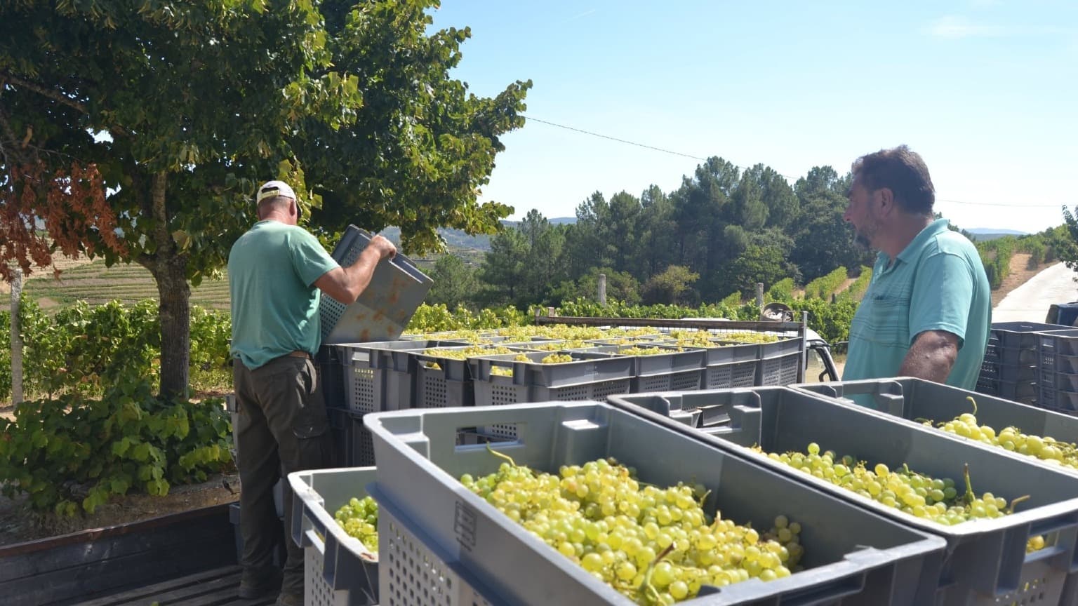 Trabalhadores a colher uvas nas vinhas em socalcos do Vale do Douro, Portugal