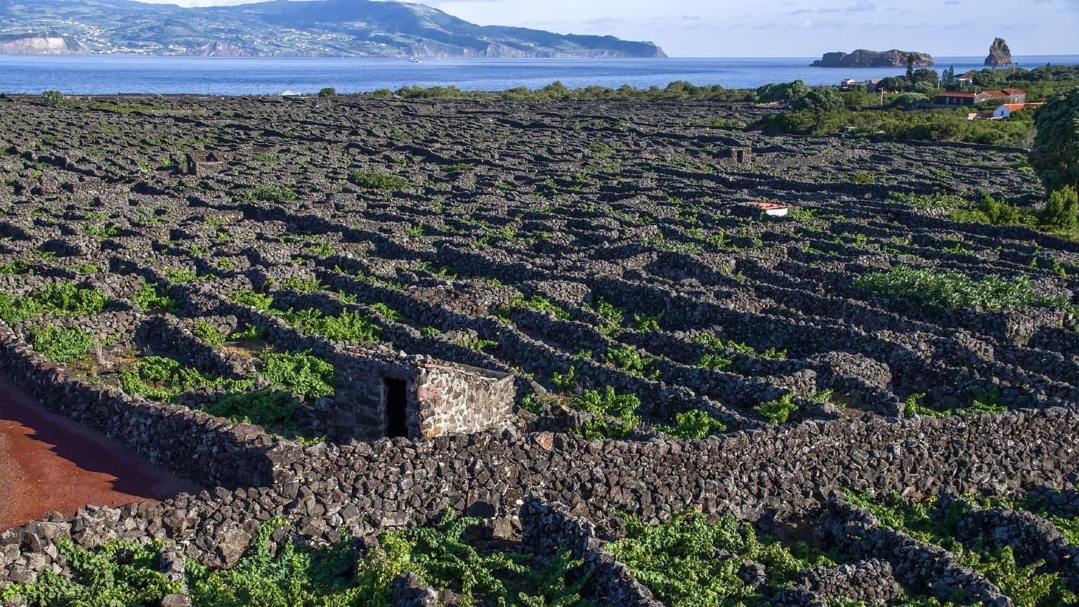 Vignobles traditionnels en pierre volcanique dans la région viticole des Açores, classée au patrimoine mondial de l'UNESCO, sur l'île de Pico.