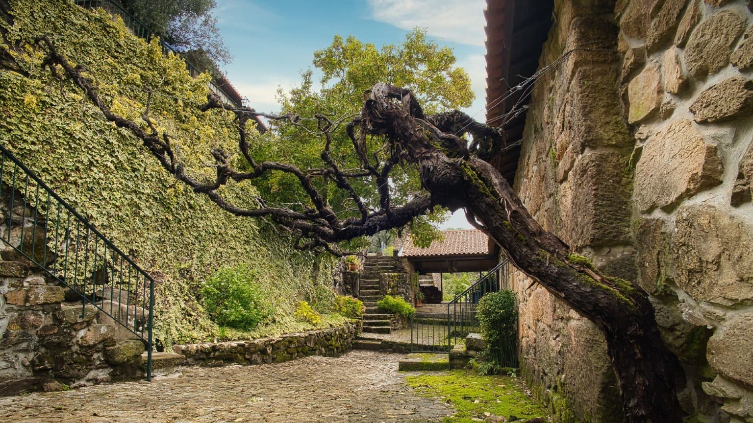 Image d'un domaine rustique centenaire de Vinho Verde