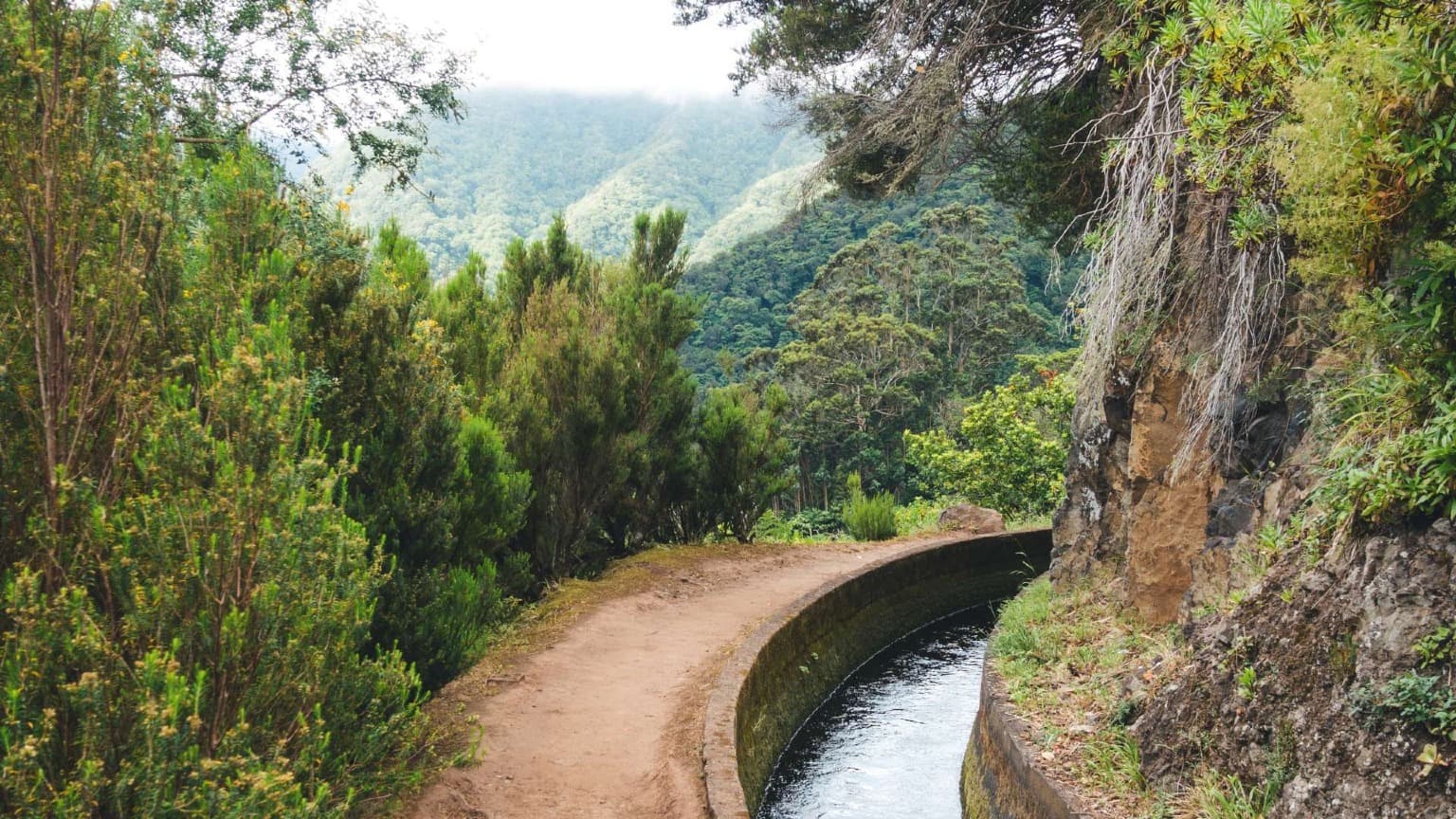 Forêt luxuriante de Laurisilva le long d'un sentier de randonnée le long d'une levada à Madère