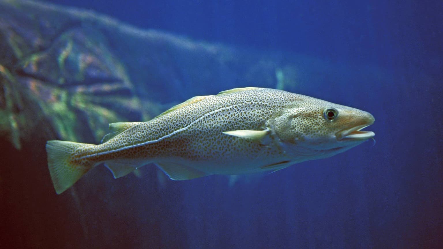 Atlantic cod (Gadus morhua), the species traditionally used to produce authentic bacalhau