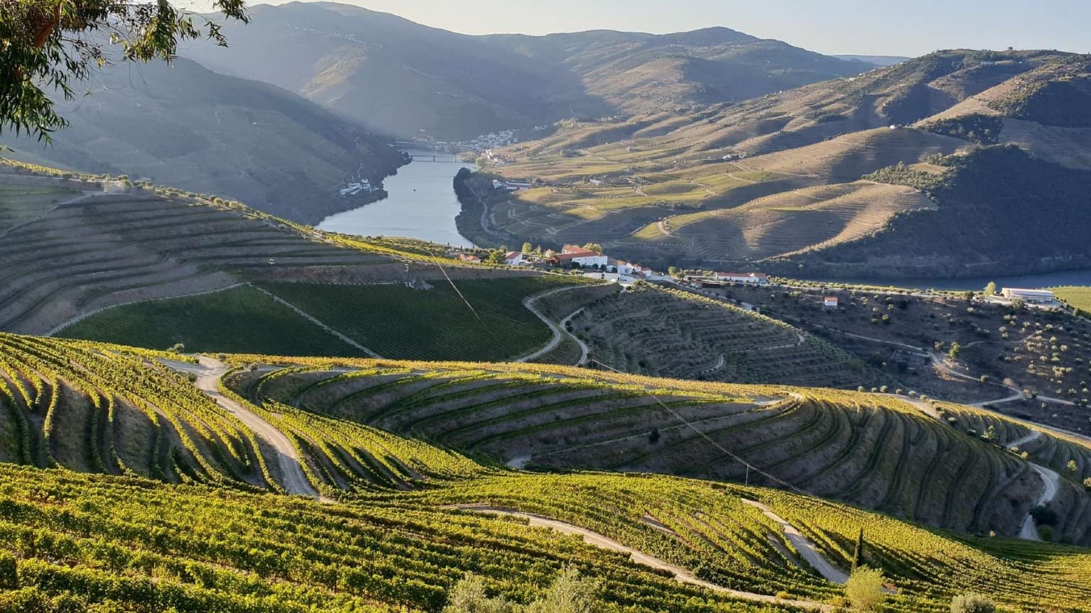 Paisaje del valle del Duero con viñedos en terrazas y el río Duero serpenteando por el norte de Portugal